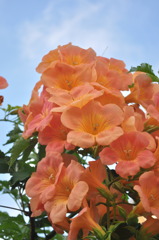 Full bloom