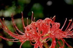 with raindrops