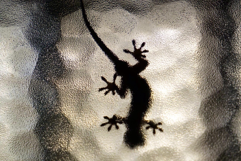 Gecko