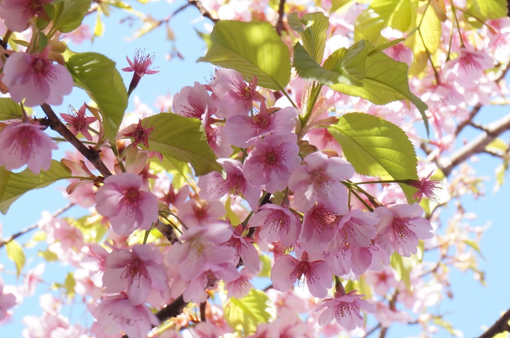 SAKURA