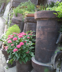 土管に咲く花