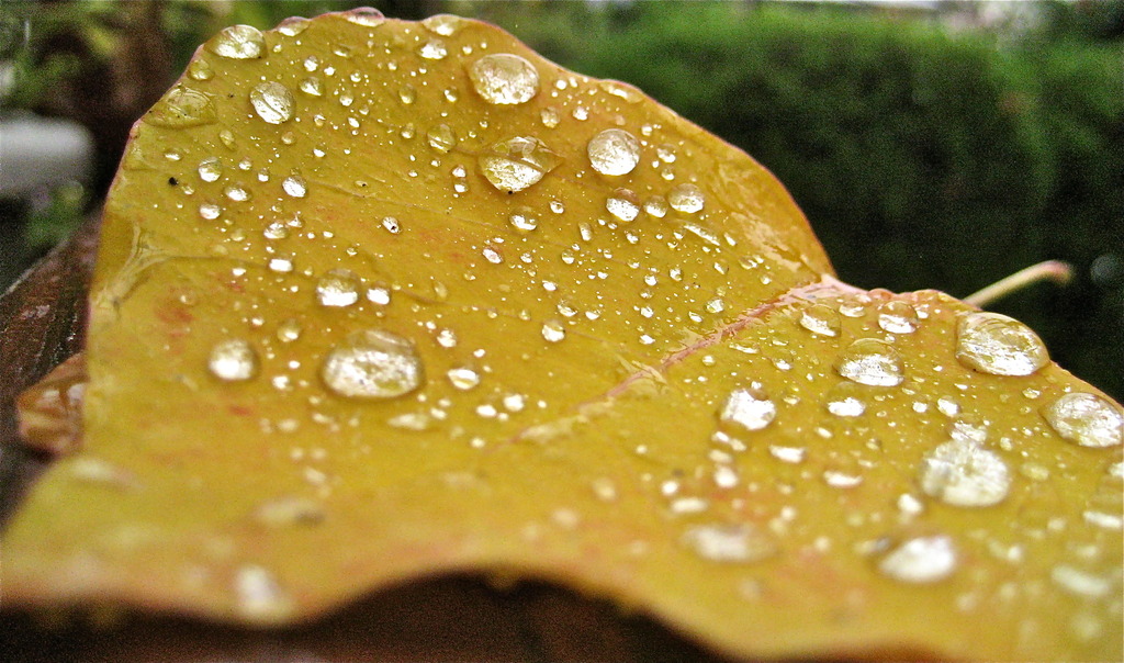 Rain drops