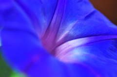 Morning glory