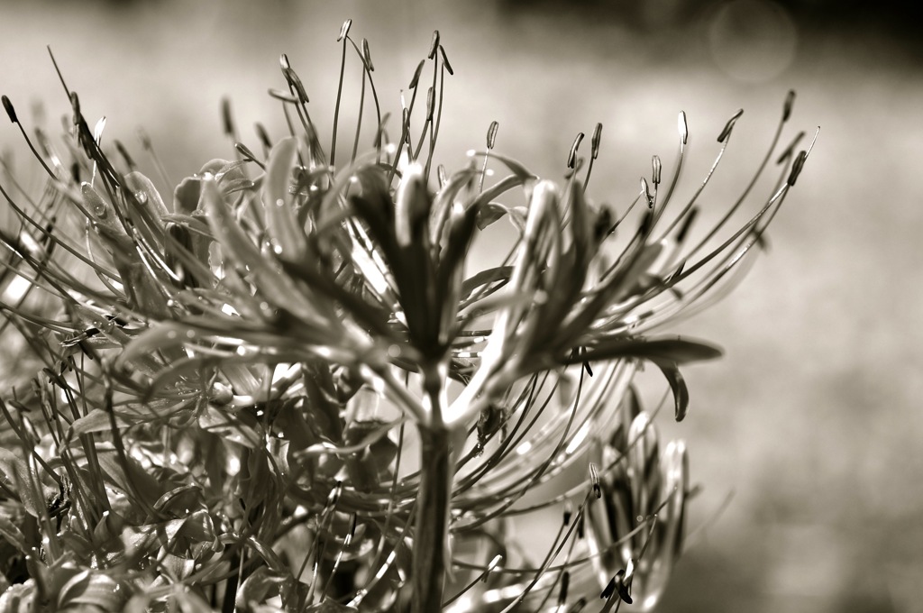 Spider  lily #2