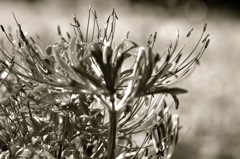 Spider  lily #2