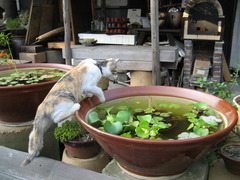 ふたたび