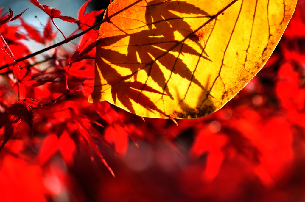 影紅葉