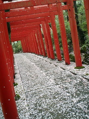 落花撩乱