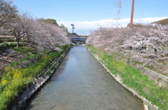 桜堤