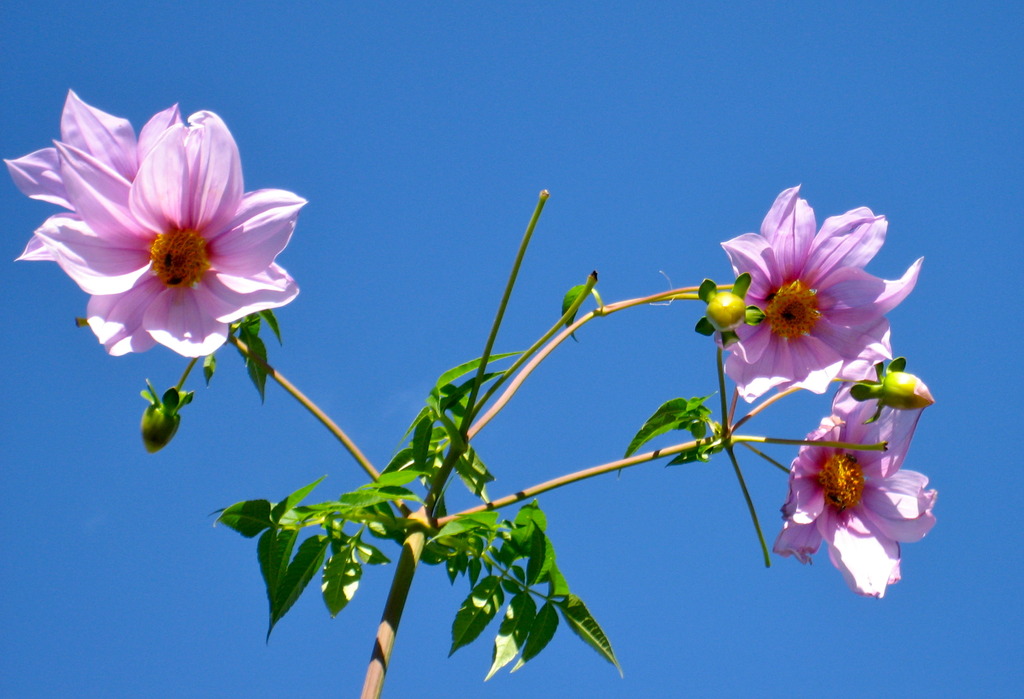 Imperial dahlia