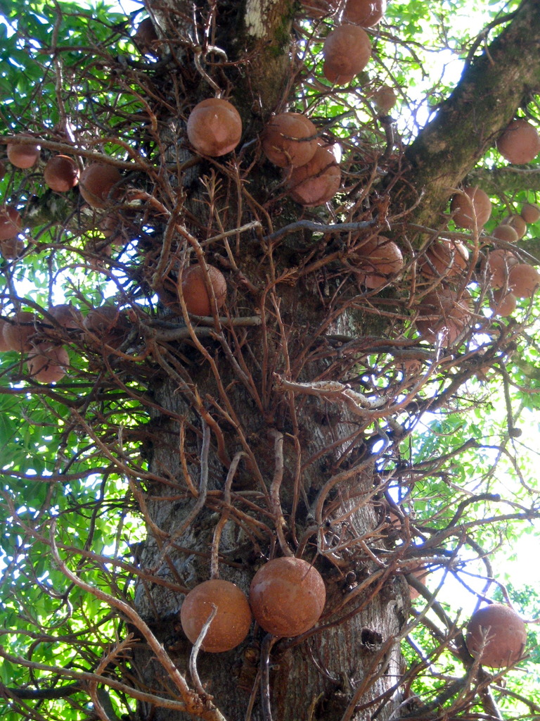 Cannon Ball Tree