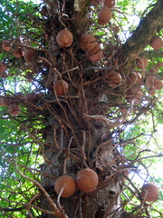 Cannon Ball Tree
