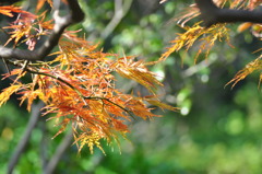 Color of Autumn 