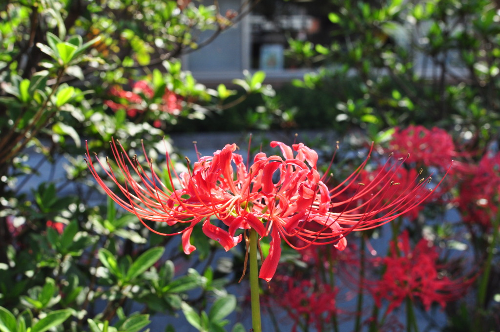 Spiderlily in DANKAZURA