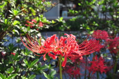 Spiderlily in DANKAZURA