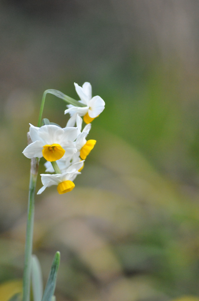 Narcissus