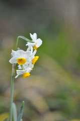 Narcissus
