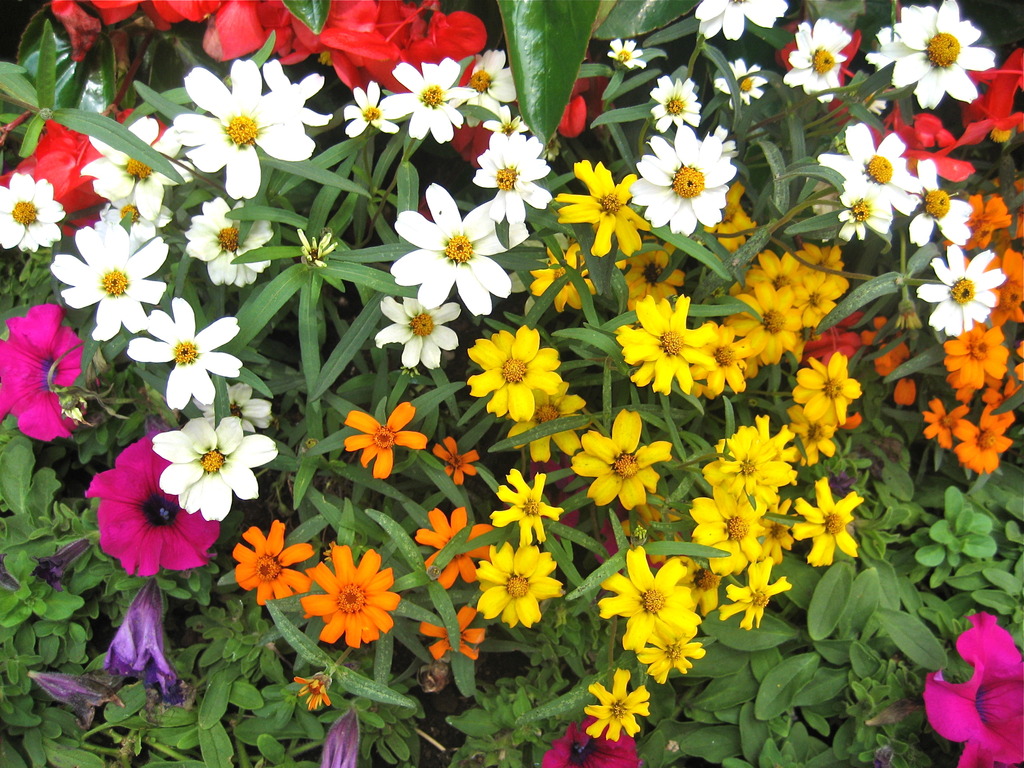 Petit fleurs