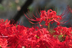 Spider lily