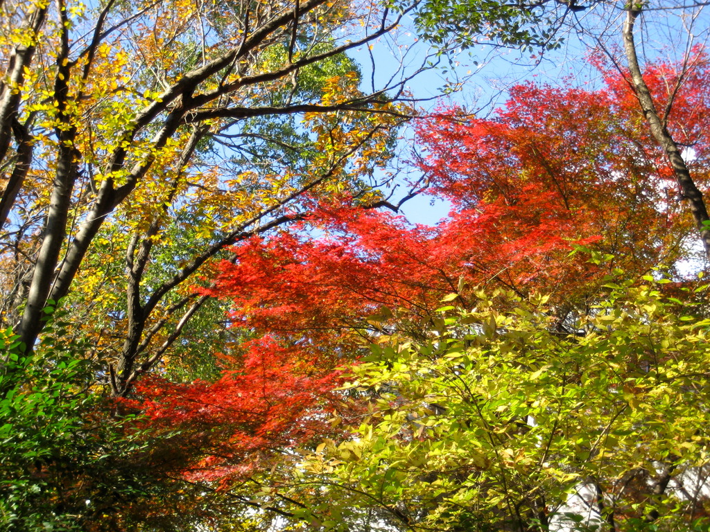 color　arrangement