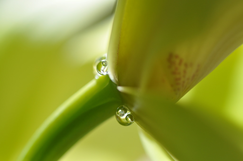  Orchid Nectar