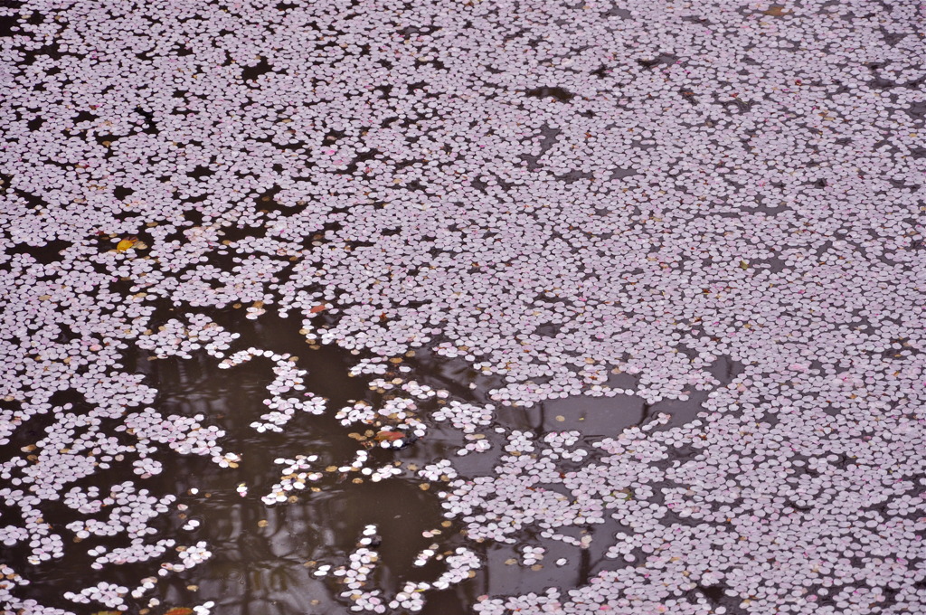 散りてなお　残る妖しさ　花筏