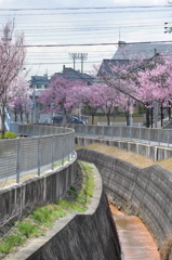 Blooming