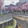 Blooming
