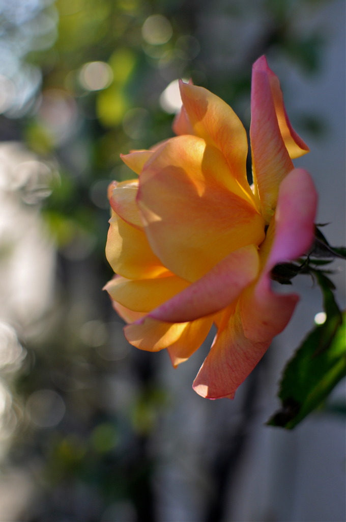 Winter Rose