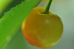 Cherry