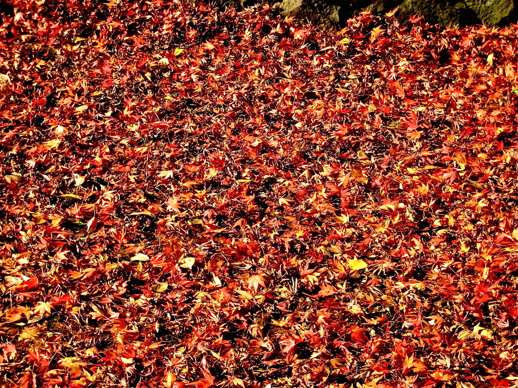 Fallen leaves