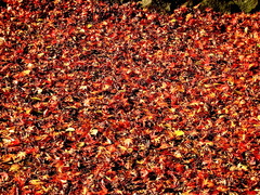 Fallen leaves