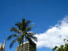 空と椰子と白い雲