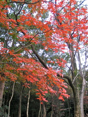 山黄櫨紅葉