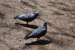 あたたかや くうっくくっくと 鳩の声