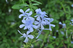 瑠璃茉莉