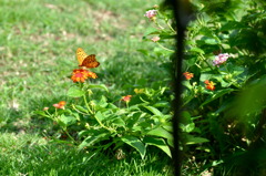 Taste of Honey