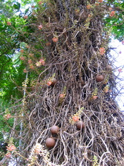 Cannon ball flower