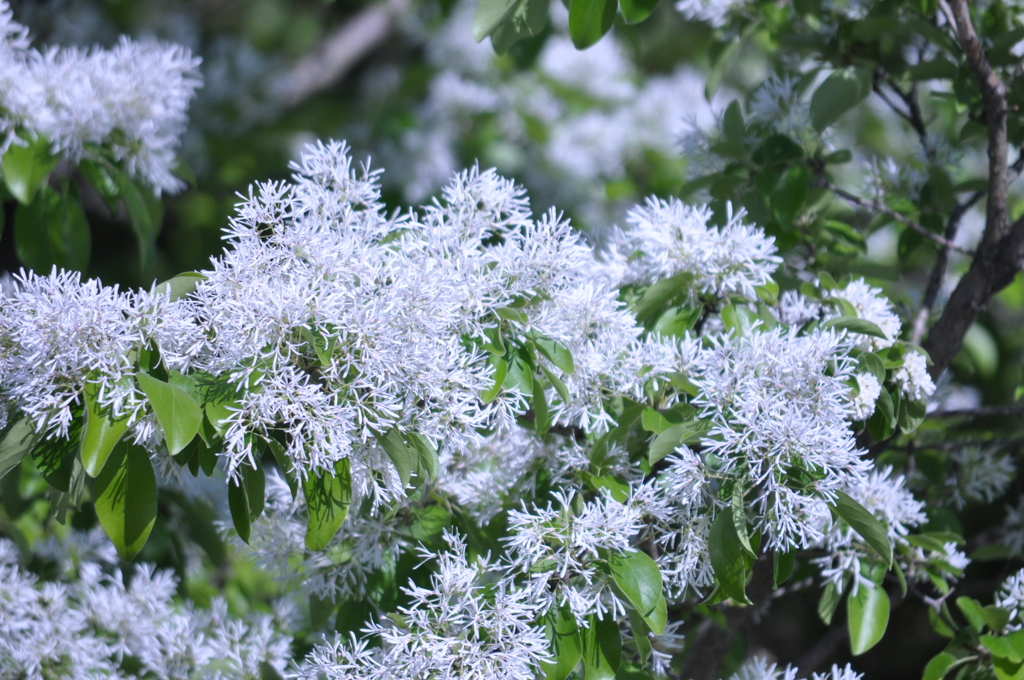雪の花