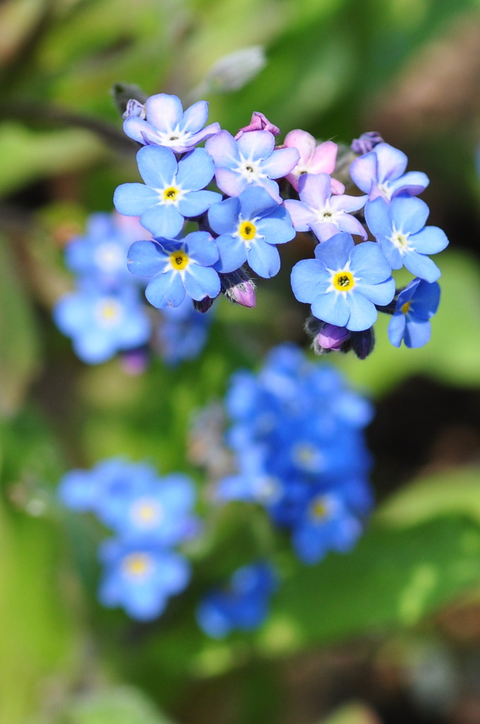 わすれな草
