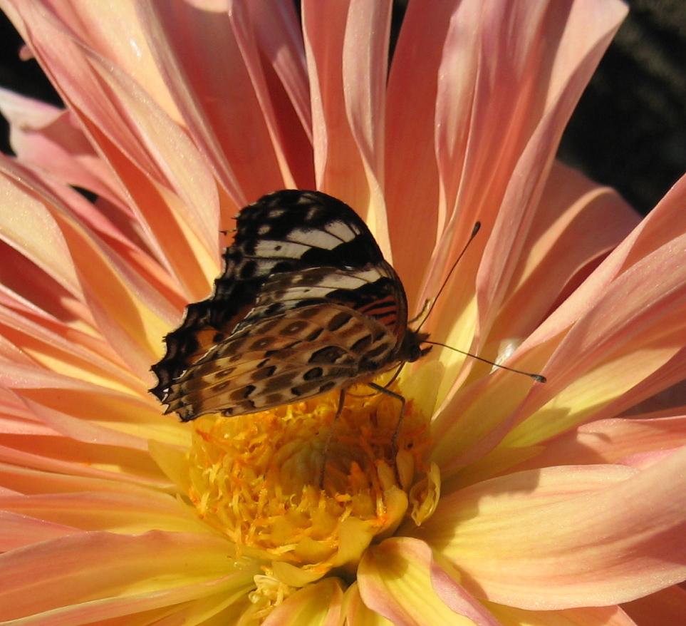 sunshine and flower table