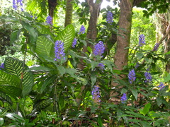 Blue ginger
