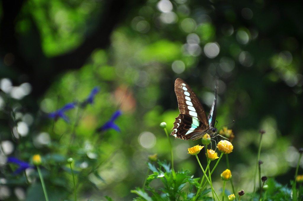 Secret Garden