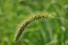 えのころ草