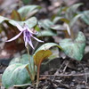 カタクリの花