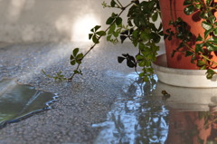 After the rain 