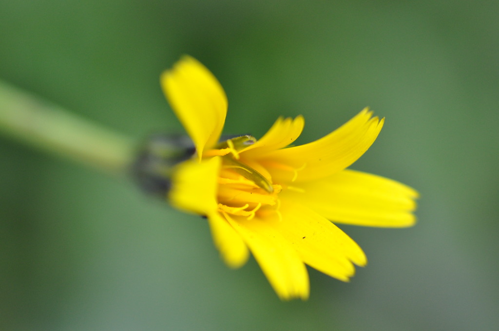 Roadside flower