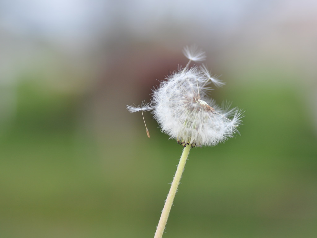 Dancing of fluff