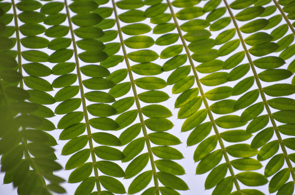 Leaves