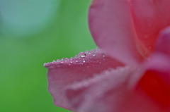 Rain Beads